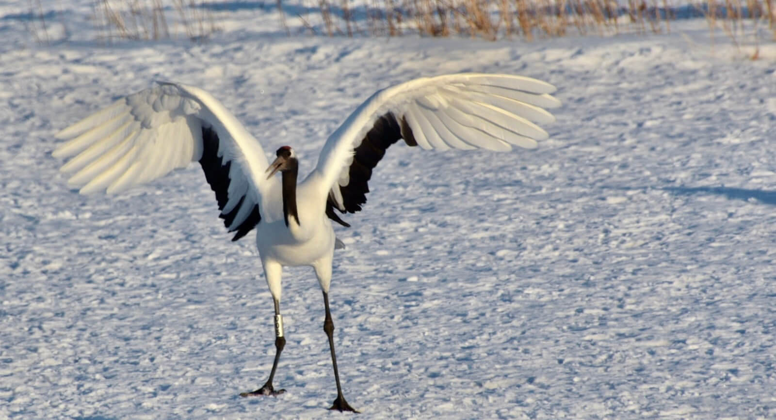 天梁的正直本義
